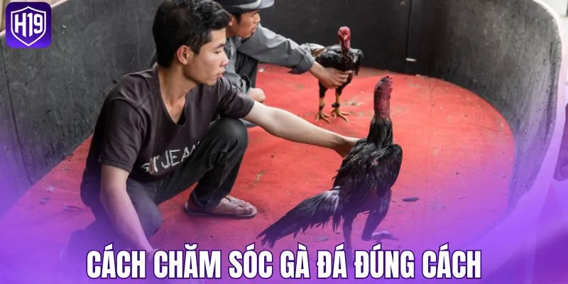 Cách chăm sóc gà đá đúng cách