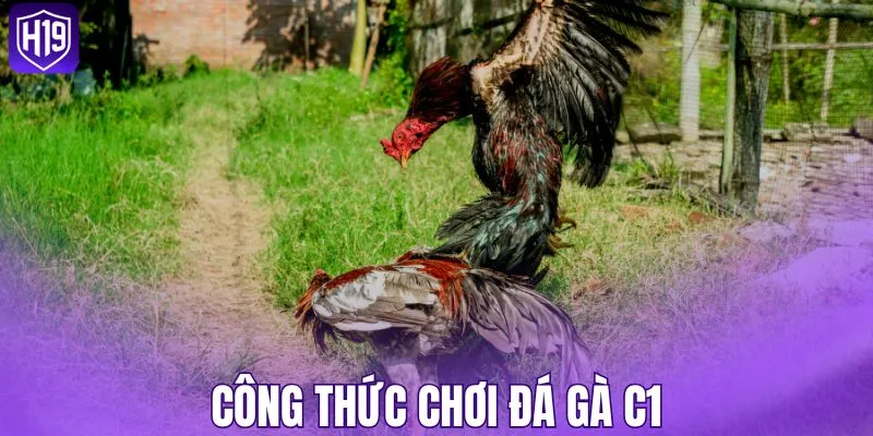 Công thức chơi đá gà C1
