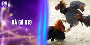 Đá Gà H19 - Giới Thiệu Sảnh Đấu Kê Nổi Bật Năm 2026 
