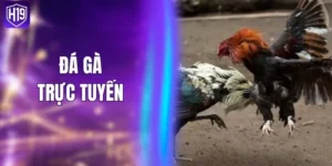 Đá Gà Trực Tuyến - Kịch Tính Mỗi Ngày Trên Sân H19
