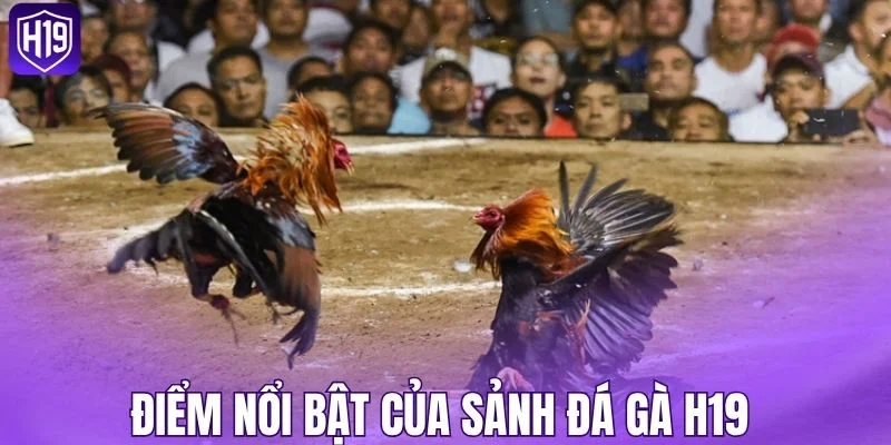 Điểm nổi bật của sảnh đá gà H19 