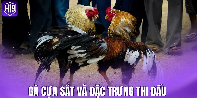 Gà cựa sắt và đặc trưng thi đấu 