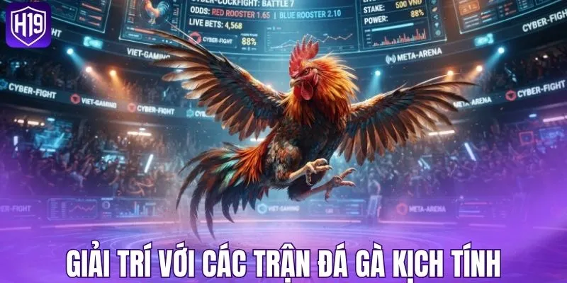 Giải trí trực tuyến với các trận đá gà kịch tính