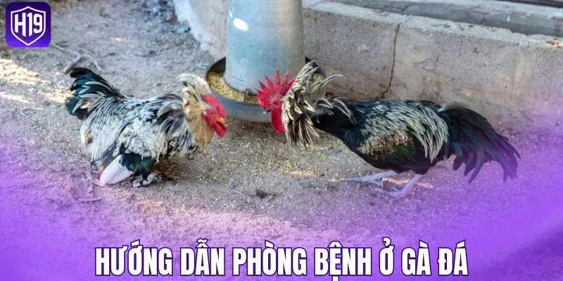 Hướng dẫn phòng bệnh ở gà đá