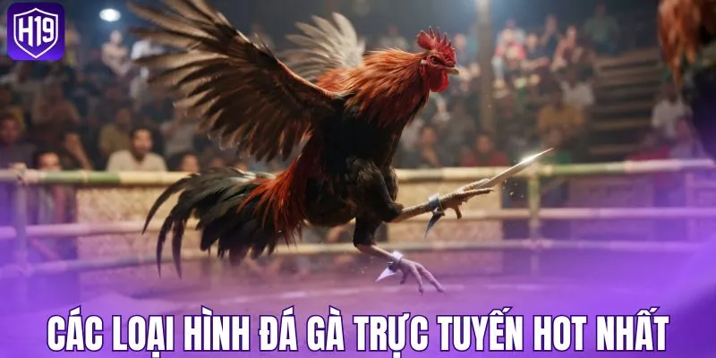 Khám phá các loại hình đá gà trực tuyến hot nhất