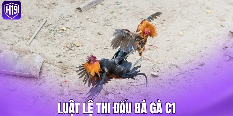 Luật lệ thi đấu đá gà C1