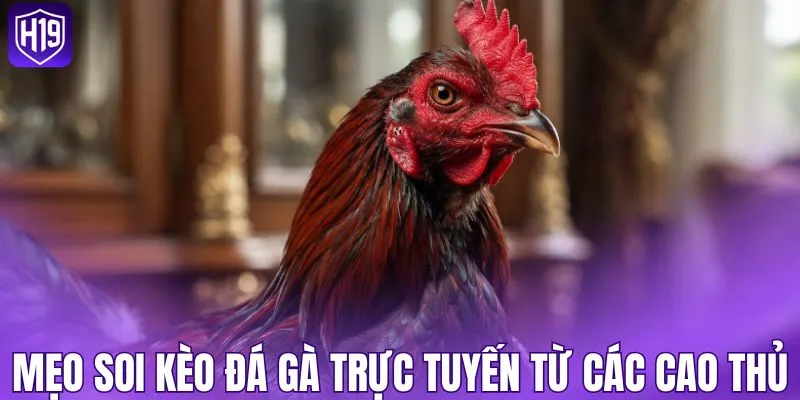 Mẹo soi kèo đá gà trực tuyến từ các cao thủ