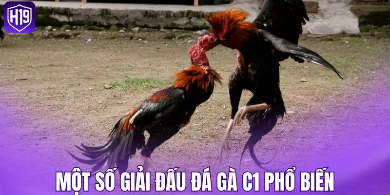 Một số giải đấu đá gà C1 phổ biến