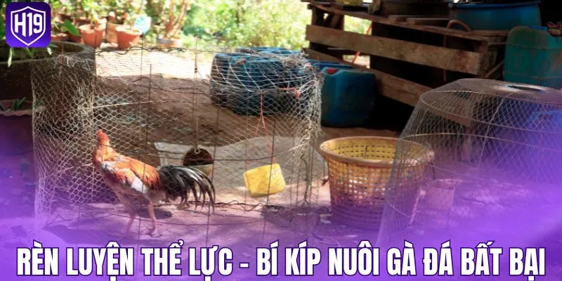 Rèn luyện thể lực - Bí kíp nuôi gà đá bất bại