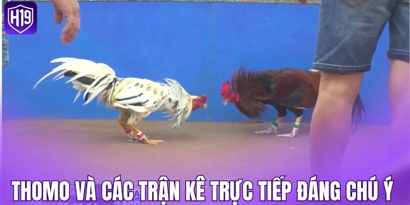 Thomo và các trận kê trực tiếp đáng chú ý 