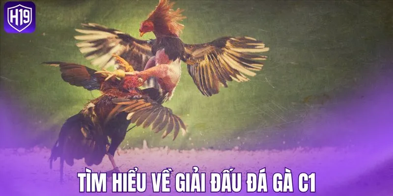 Tìm hiểu về giải đấu đá gà C1