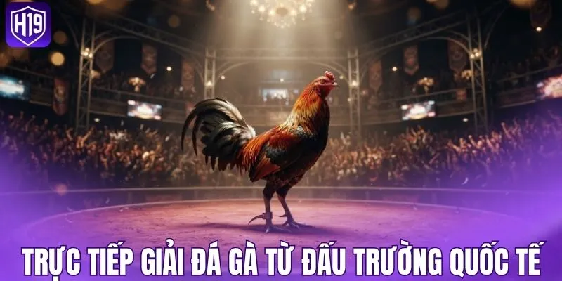 Trực tiếp các giải đá gà từ đấu trường quốc tế
