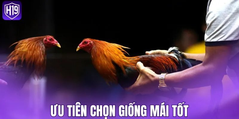 Ưu tiên chọn giống mái tốt